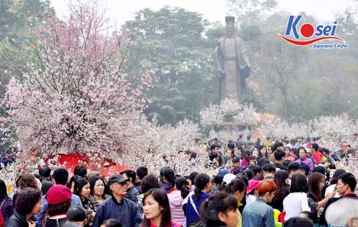 lễ hội hoa anh đào ở hà nội